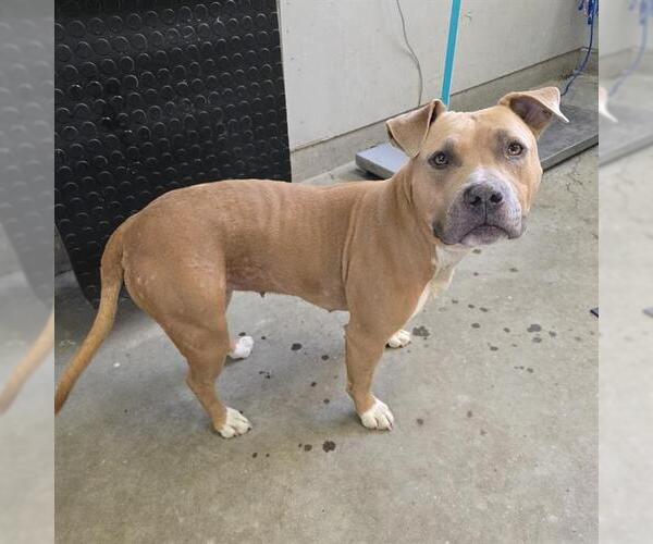 Medium Photo #1 Mutt Puppy For Sale in Camarillo, CA, USA