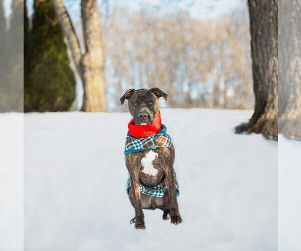 Medium Photo #6 Mutt Puppy For Sale in Unionville, PA, USA