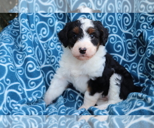 Aussiedoodle Puppy for sale in SHILOH, OH, USA