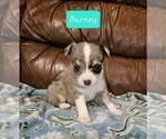 Small Photo #7 Chizer Puppy For Sale in MONTEZUMA, GA, USA