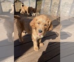 Small #12 Goldendoodle