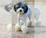 Puppy 1 Bernedoodle-Poodle (Toy) Mix