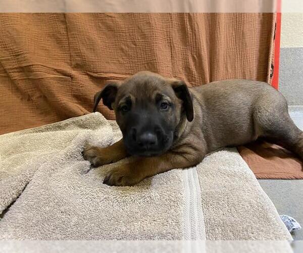 Medium Photo #1 Mutt Puppy For Sale in Modesto, CA, USA