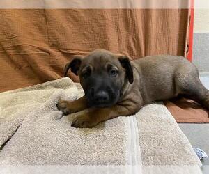 Mutt Dogs for adoption in Modesto, CA, USA