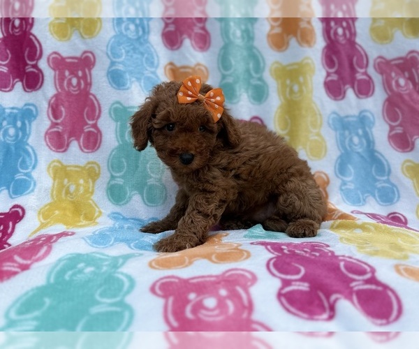 Medium Photo #7 Cavapoo (Miniature) Puppy For Sale in LAKELAND, FL, USA