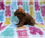 Ansley - Female Cavapoo (Miniature) Puppy for Sale - Photo #7