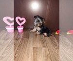 Puppy Luna Yorkshire Terrier
