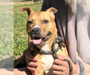 Sienna - Female Mutt Dog for Adoption - Photo #2