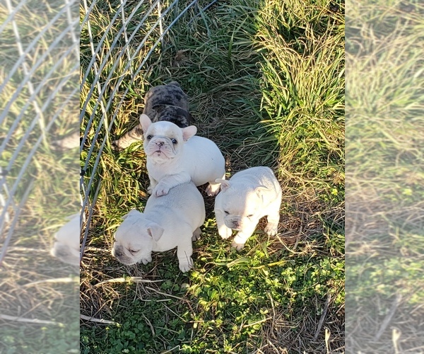 Medium Photo #19 French Bulldog Puppy For Sale in BONE CAVE, TN, USA
