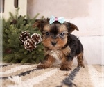 Small Yorkshire Terrier