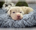 Small Photo #4 American Bully Puppy For Sale in DICKINSON, TX, USA
