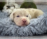 Small #3 American Bully