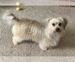 Small Photo #1 Yo-Chon-Yorkshire Terrier Mix Puppy For Sale in OLATHE, KS, USA