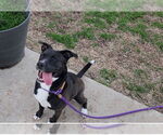 Small #31 American Staffordshire Terrier Mix