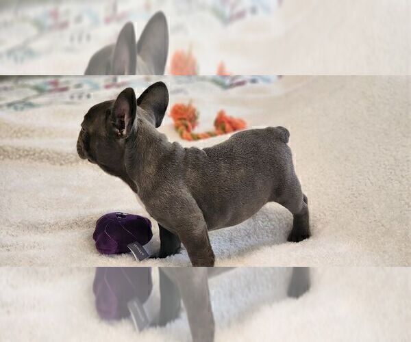 Medium Photo #9 French Bulldog Puppy For Sale in CAPE CORAL, FL, USA