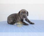 Small Photo #5 Cane Corso Puppy For Sale in PALMDALE, CA, USA