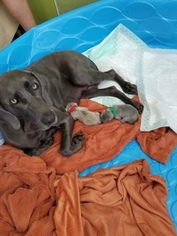 Mother of the Weimaraner puppies born on 08/26/2018