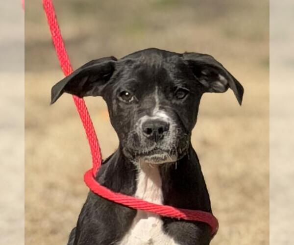 Medium Photo #1 Labrador Retriever-Unknown Mix Puppy For Sale in Yardley, PA, USA