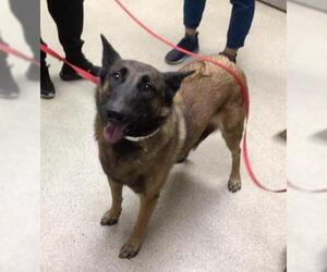 German Shepherd Dog Dogs for adoption in Riverside, CA, USA