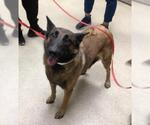 Small German Shepherd Dog