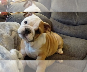 English Bulldog Puppy for Sale in LAKE HAVASU CITY, Arizona USA