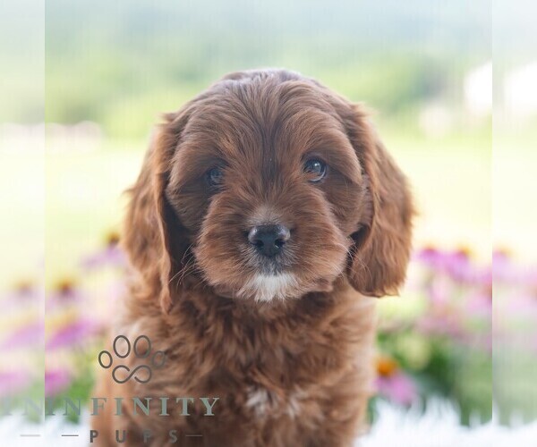 Medium Photo #1 Cavapoo (Miniature) Puppy For Sale in PAXINOS, PA, USA