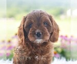Small Cavapoo (Miniature)