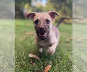 Smoke - Male Mutt Dog for Adoption - Photo #3
