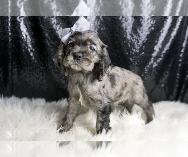 Medium Photo #47 Cocker Spaniel Puppy For Sale in WARSAW, IN, USA