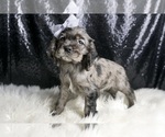 Small Photo #47 Cocker Spaniel Puppy For Sale in WARSAW, IN, USA