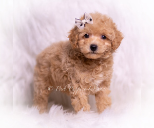 Medium Poodle (Toy)