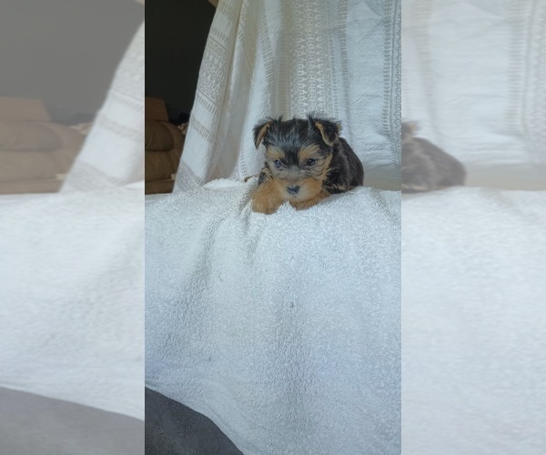 Medium Photo #10 Yorkshire Terrier Puppy For Sale in BENSON, NC, USA