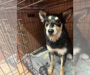 Australian Shepherd-Unknown Mix Dogs for adoption in Bangs, TX, USA