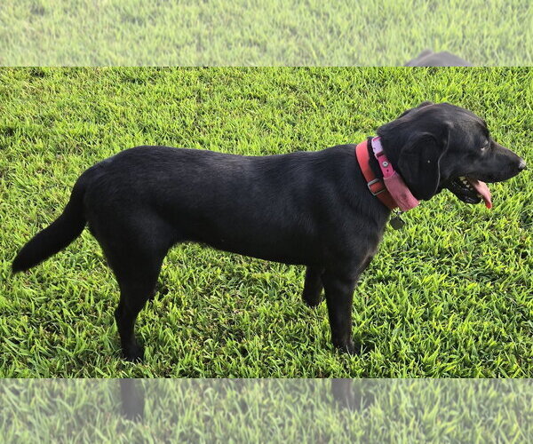 Medium Photo #4 Labrador Retriever Puppy For Sale in Cookeville, TN, USA