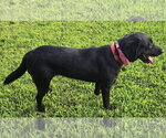 Small #3 Labrador Retriever