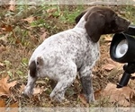 Small Photo #3 German Shorthaired Pointer Puppy For Sale in FOSTER, RI, USA
