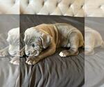 Puppy Puppy 5 Cane Corso