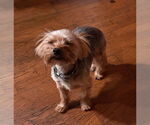 Small #4 Mutt