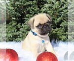 Small Photo #5 Pug Puppy For Sale in GREENCASTLE, PA, USA