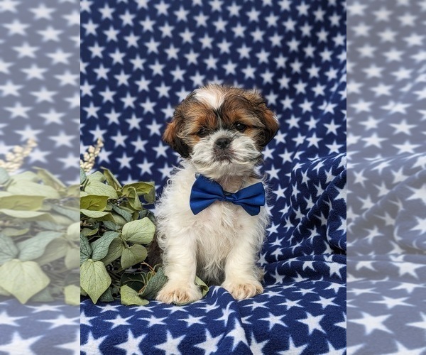 Medium Photo #3 Shih Tzu Puppy For Sale in OXFORD, PA, USA