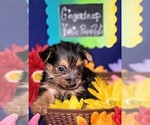 Small #20 Yorkshire Terrier