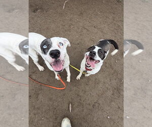 Miss Misty - Female Labrador Retriever-Unknown Mix Dog for Adoption - Photo #15