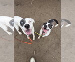 Small #14 Labrador Retriever Mix