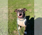 Small Photo #2 American Staffordshire Terrier-Unknown Mix Puppy For Sale in Pierceton , IN, USA