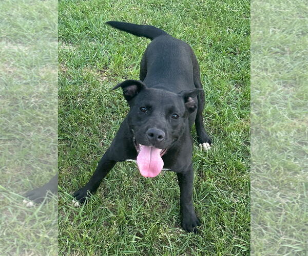 Medium Photo #1 Labrador Retriever-Unknown Mix Puppy For Sale in Eastman, GA, USA