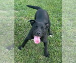 Small Labrador Retriever Mix