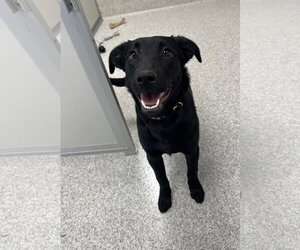 Mutt Dogs for adoption in Lancaster, PA, USA