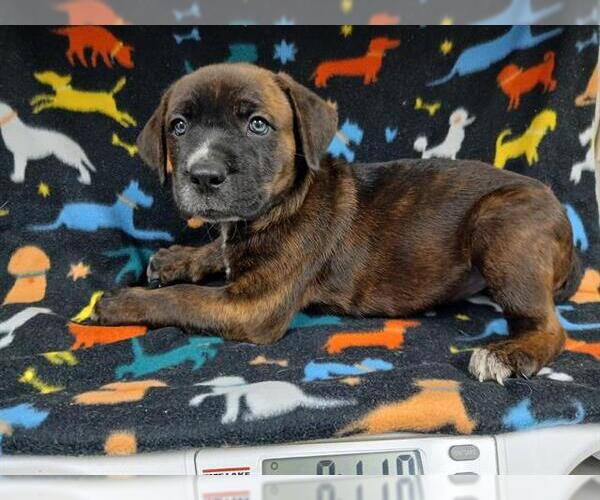 Medium Photo #1 Mutt Puppy For Sale in HESPERIA, CA, USA