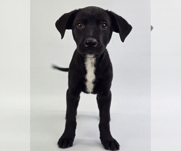 Medium Photo #5 Labrottie Puppy For Sale in Lakewood, CO, USA