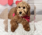 Small Photo #7 Goldendoodle Puppy For Sale in LOUISA, VA, USA